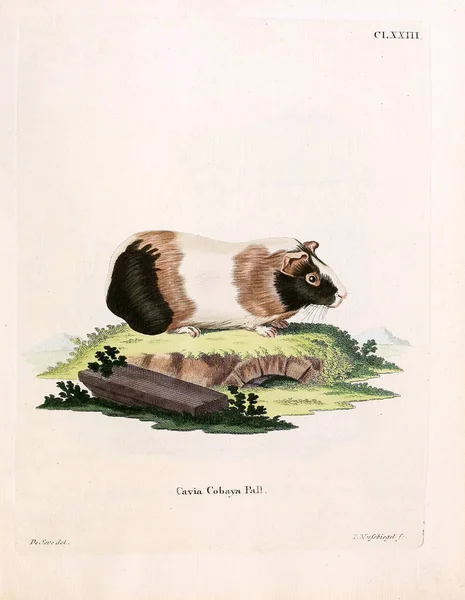 Illustratie Van Guinese Varkens Die Saugthiere Abbildungen Nach Der Natur — Stockfoto