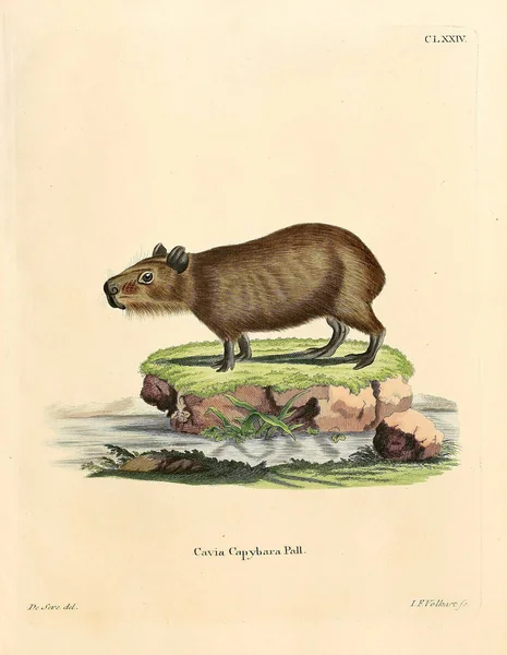 Illustratie Van Guinese Varkens Die Saugthiere Abbildungen Nach Der Natur — Stockfoto