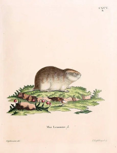 啮齿动物图解 死在Abbildungen Nach Der Natur Mit Beschreibungen的Saugthiere 1778年 — 图库照片