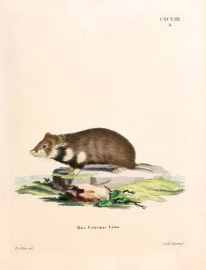 Kemirgen tasviri. Abbildungen nach der Natur 'da öl Saugthiere, mit Beschreibungen. 1778