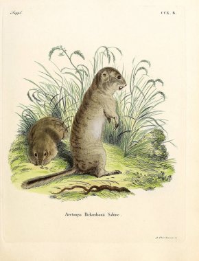 Abbildungen nach der Natur, mit Beschreibungen 'de Gophers Ölür. 1778