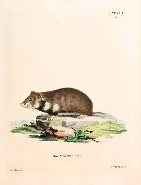 啮齿动物图解 死在Abbildungen Nach Der Natur Mit Beschreibungen的Saugthiere 1778年 — 图库照片