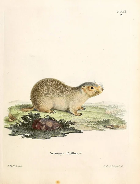 イラスト Gophers Abbilundgen Nach Der Natur Mit Beschreibungen 1778年 — ストック写真