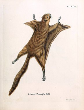Illustration Of Squirrels. Die Saugthiere in Abbildungen nach der Natur, mit Beschreibungen. 1778 clipart