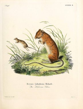 Bir Jerboa 'nın resmi. Abbildungen nach der Natur 'da öl Saugthiere, mit Beschreibungen. 1778