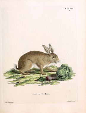 Tavşan tasviri. Abbildungen nach der Natur 'da öl Saugthiere, mit Beschreibungen. 1778