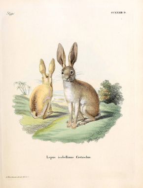 Tavşan tasviri. Abbildungen nach der Natur 'da öl Saugthiere, mit Beschreibungen. 1778
