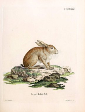 Tavşan tasviri. Abbildungen nach der Natur 'da öl Saugthiere, mit Beschreibungen. 1778