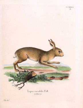 Tavşan tasviri. Abbildungen nach der Natur 'da öl Saugthiere, mit Beschreibungen. 1778