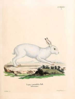 Tavşan tasviri. Abbildungen nach der Natur 'da öl Saugthiere, mit Beschreibungen. 1778