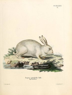 Tavşan tasviri. Abbildungen nach der Natur 'da öl Saugthiere, mit Beschreibungen. 1778