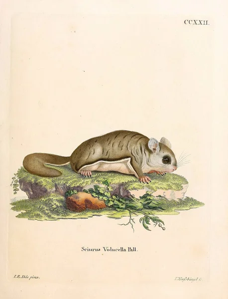 Illustratie Van Eekhoorns Die Saugthiere Abbildungen Nach Der Natur Mit — Stockfoto