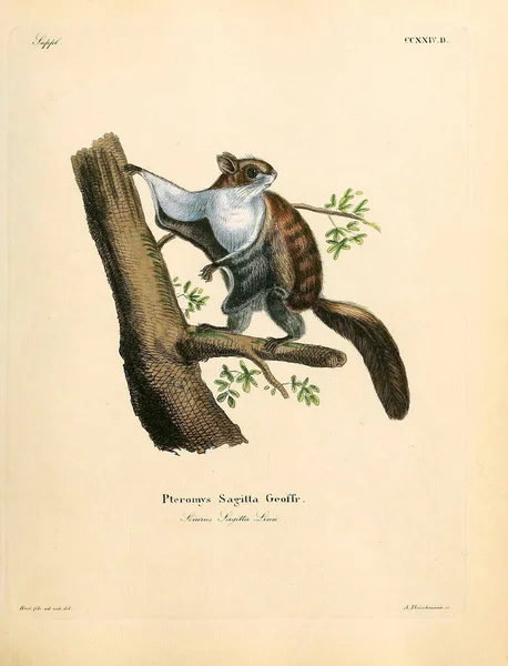 Gleithörnchen Die Saugthiere Abbildungen Nach Der Natur Mit Beschreibungen 1778 — Stockfoto
