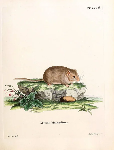 Głupia Mysz Giń Saugthiere Abbildungen Nach Der Natur Mit Beschreibungen — Zdjęcie stockowe