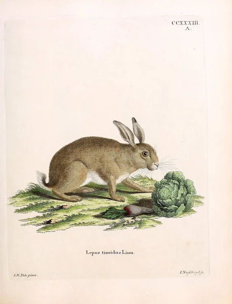 Illustration Kaniner Die Saugthiere Abbildungen Nach Der Natur Mit Beschreibungen — Stockfoto