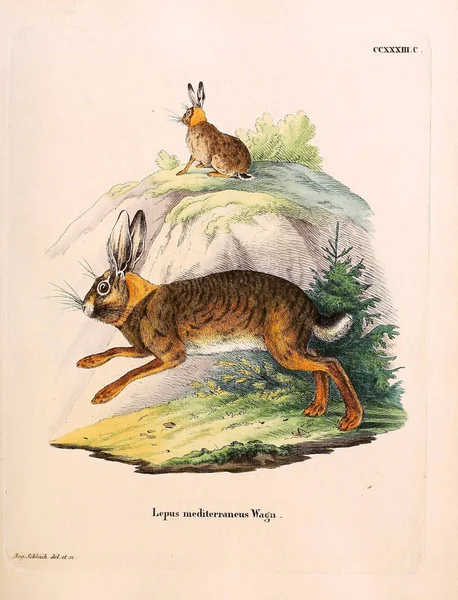 Illustration Rabbits Die Saugthiere Abbildungen Nach Der Natur Mit Beschreibungen — Stock Photo, Image