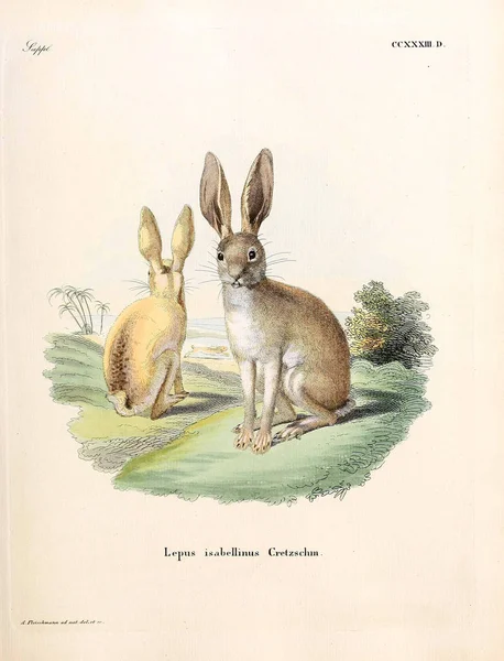 Illustration Rabbits Die Saugthiere Abbildungen Nach Der Natur Mit Beschreibungen — Stock Photo, Image