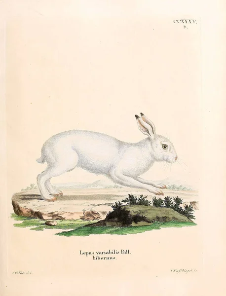 Illustration Rabbits Die Saugthiere Abbildungen Nach Der Natur Mit Beschreibungen — Stock Photo, Image
