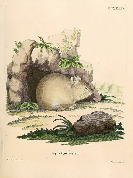 Ilustração Hamster Die Saugthiere Abbildungen Nach Der Natur Mit Beschreibungen — Fotografia de Stock