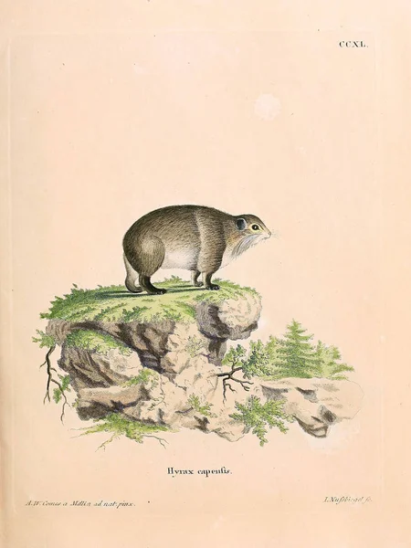 Illustratie Van Een Hamster Die Saugthiere Abbildungen Nach Der Natur — Stockfoto
