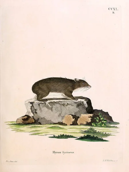 Illustratie Van Een Hamster Die Saugthiere Abbildungen Nach Der Natur — Stockfoto
