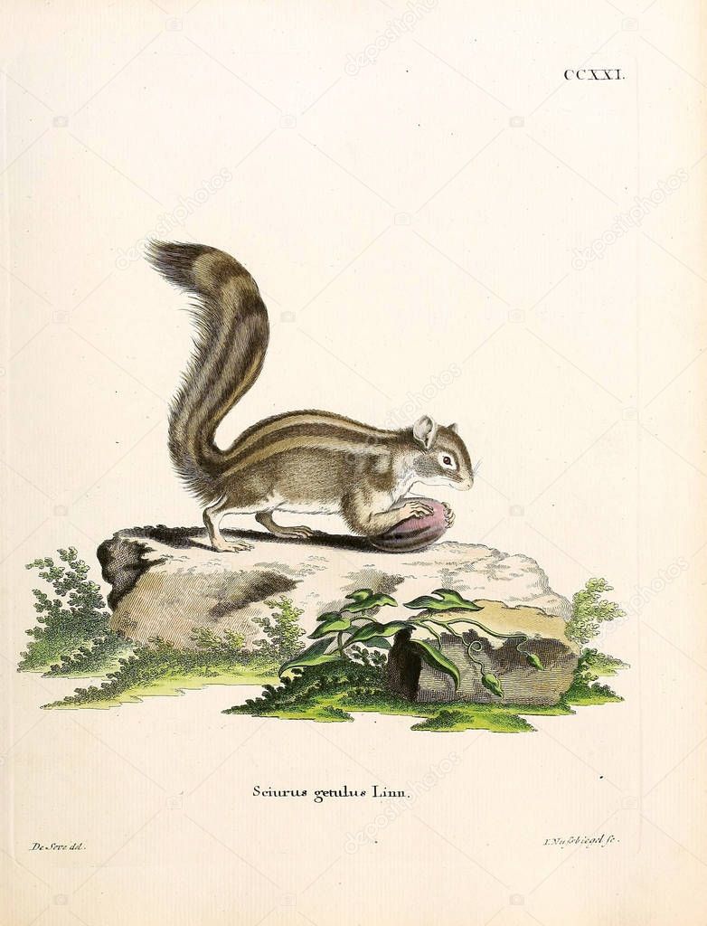 Illustration Of Squirrels. Die Saugthiere in Abbildungen nach der Natur, mit Beschreibungen. 1778