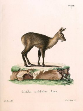 Misk Geyiği. Abbildungen nach der Natur 'da öl Saugthiere, mit Beschreibungen. 1778