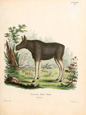 Geyik tasviri. Abbildungen nach der Natur 'da öl Saugthiere, mit Beschreibungen. 1778