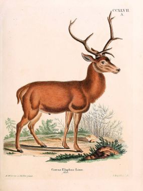 Geyik tasviri. Abbildungen nach der Natur 'da öl Saugthiere, mit Beschreibungen. 1778