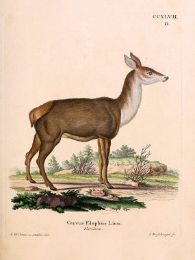 Geyik tasviri. Abbildungen nach der Natur 'da öl Saugthiere, mit Beschreibungen. 1778