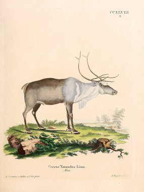 Geyik tasviri. Abbildungen nach der Natur 'da öl Saugthiere, mit Beschreibungen. 1778