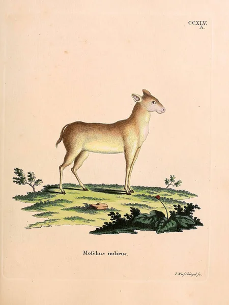 Moschusochsen Die Saugthiere Abbildungen Nach Der Natur Mit Beschreibungen 1778 — Stockfoto