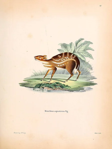 Myskhjort Die Saugthiere Abbildungen Nach Der Natur Mit Beschreibungen 1778 — Stockfoto