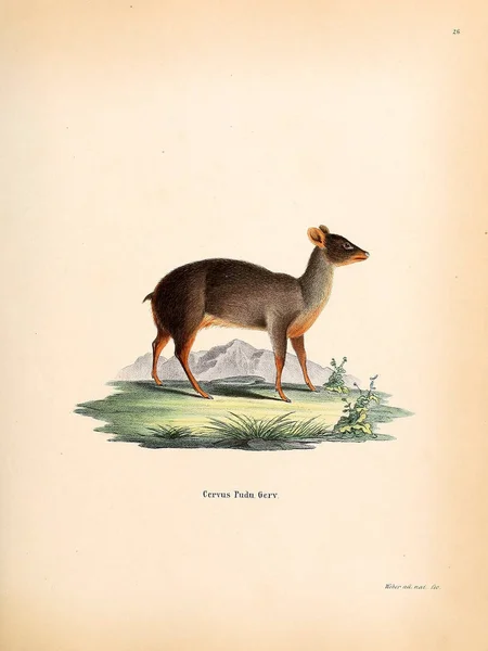 Musk Deer Die Saugthiere Abbildungen Nach Der Natur Mit Beschreibungen — Fotografia de Stock