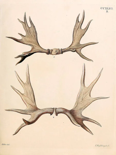 Ilustracja Jelenia Giń Saugthiere Abbildungen Nach Der Natur Mit Beschreibungen — Zdjęcie stockowe