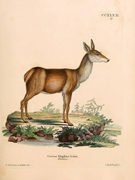 Illustration Deer Die Saugthiere Abbildungen Nach Der Natur Mit Beschreibungen — Stock Photo, Image