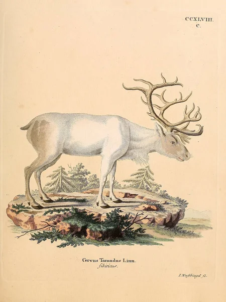 Illustration Eines Hirsches Die Saugthiere Abbildungen Nach Der Natur Mit — Stockfoto