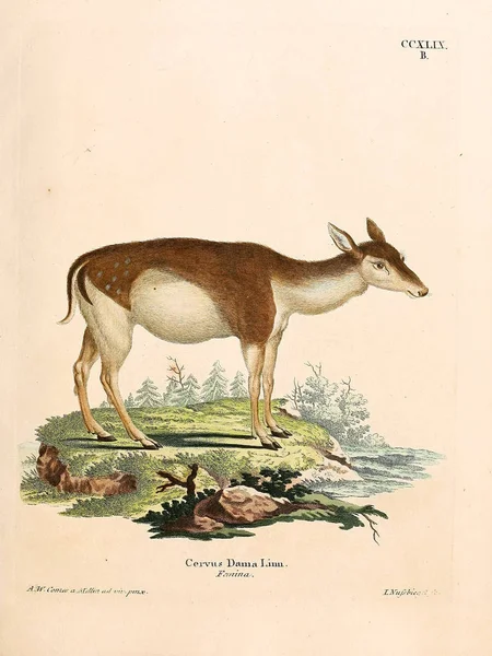 Illustration Eines Hirsches Die Saugthiere Abbildungen Nach Der Natur Mit — Stockfoto