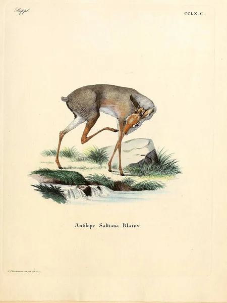 Ilustracja Antylopy Giń Saugthiere Abbildungen Nach Der Natur Mit Beschreibungen — Zdjęcie stockowe