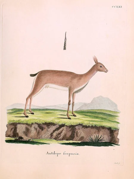 Illustratie Van Een Antilope Die Saugthiere Abbildungen Nach Der Natur — Stockfoto