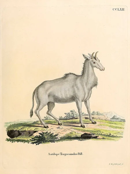Иллюстрация Антилопы Die Saugthiere Abbillionaider Mit Beer 1778 Год — стоковое фото