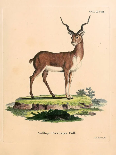 Illustratie Van Een Antilope Die Saugthiere Abbildungen Nach Der Natur — Stockfoto