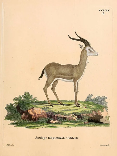 Illustration Einer Antilope Die Saugthiere Abbildungen Nach Der Natur Mit — Stockfoto