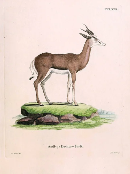 Illustration Antilop Die Saugthiere Abbildungen Nach Der Natur Mit Beschreibungen — Stockfoto