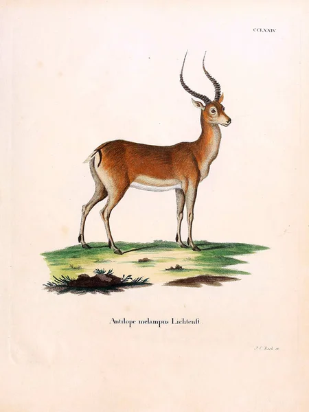 Illustratie Van Een Antilope Die Saugthiere Abbildungen Nach Der Natur — Stockfoto