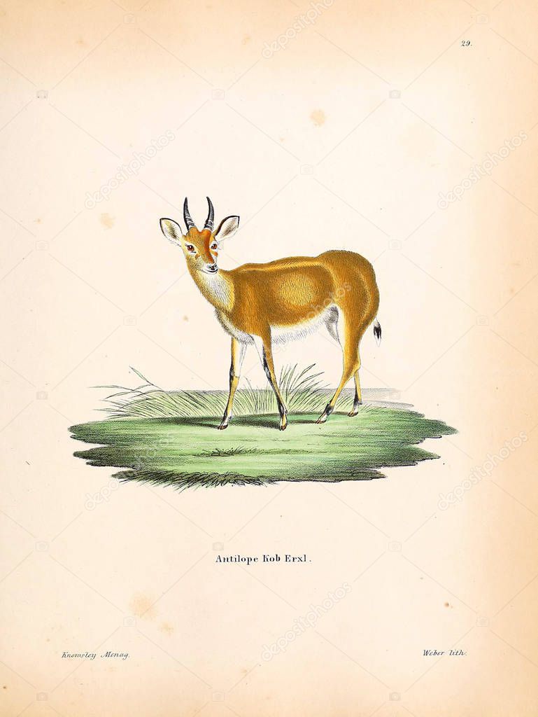 Illustration of an antelope. Die Saugthiere in Abbildungen nach der Natur, mit Beschreibungen. 1778