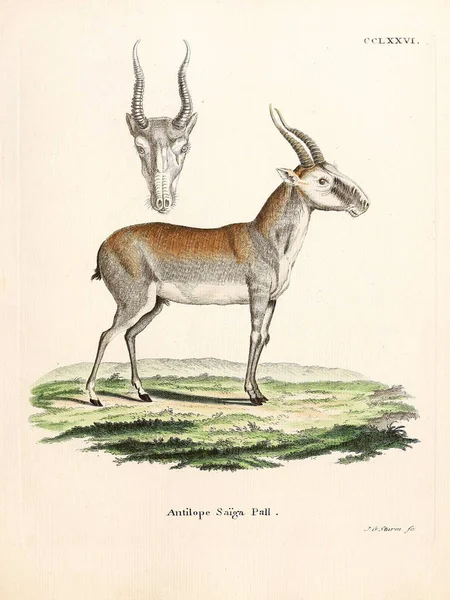 Illustration Einer Antilope Die Saugthiere Abbildungen Nach Der Natur Mit — Stockfoto