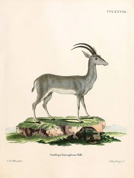 Illustration Einer Antilope Die Saugthiere Abbildungen Nach Der Natur Mit — Stockfoto