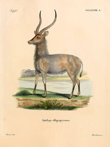 Illustration Einer Antilope Die Saugthiere Abbildungen Nach Der Natur Mit — Stockfoto