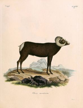 Bir koyun tasviri. Abbildungen nach der Natur 'da öl Saugthiere, mit Beschreibungen. 1778